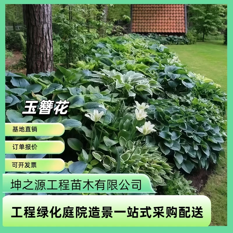 玉簪花苗多年生宿根观叶观花植物室内外阳台盆栽地栽喜阴耐寒植物