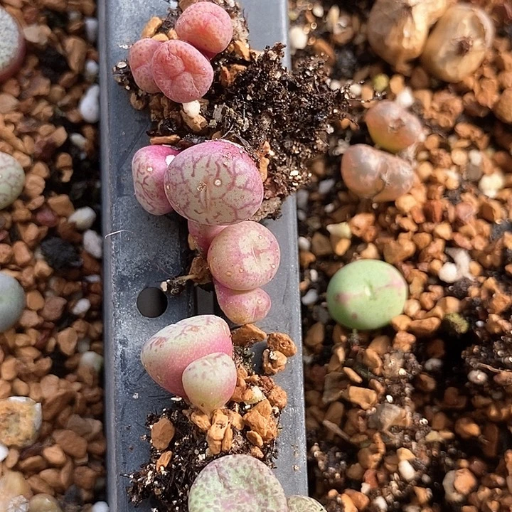 16724肉锥群生一颗