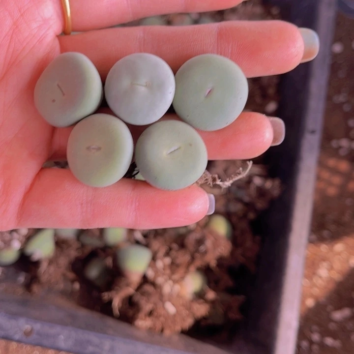 五颗小红嘴88888888888