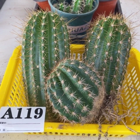 种子苗毛花柱a 119