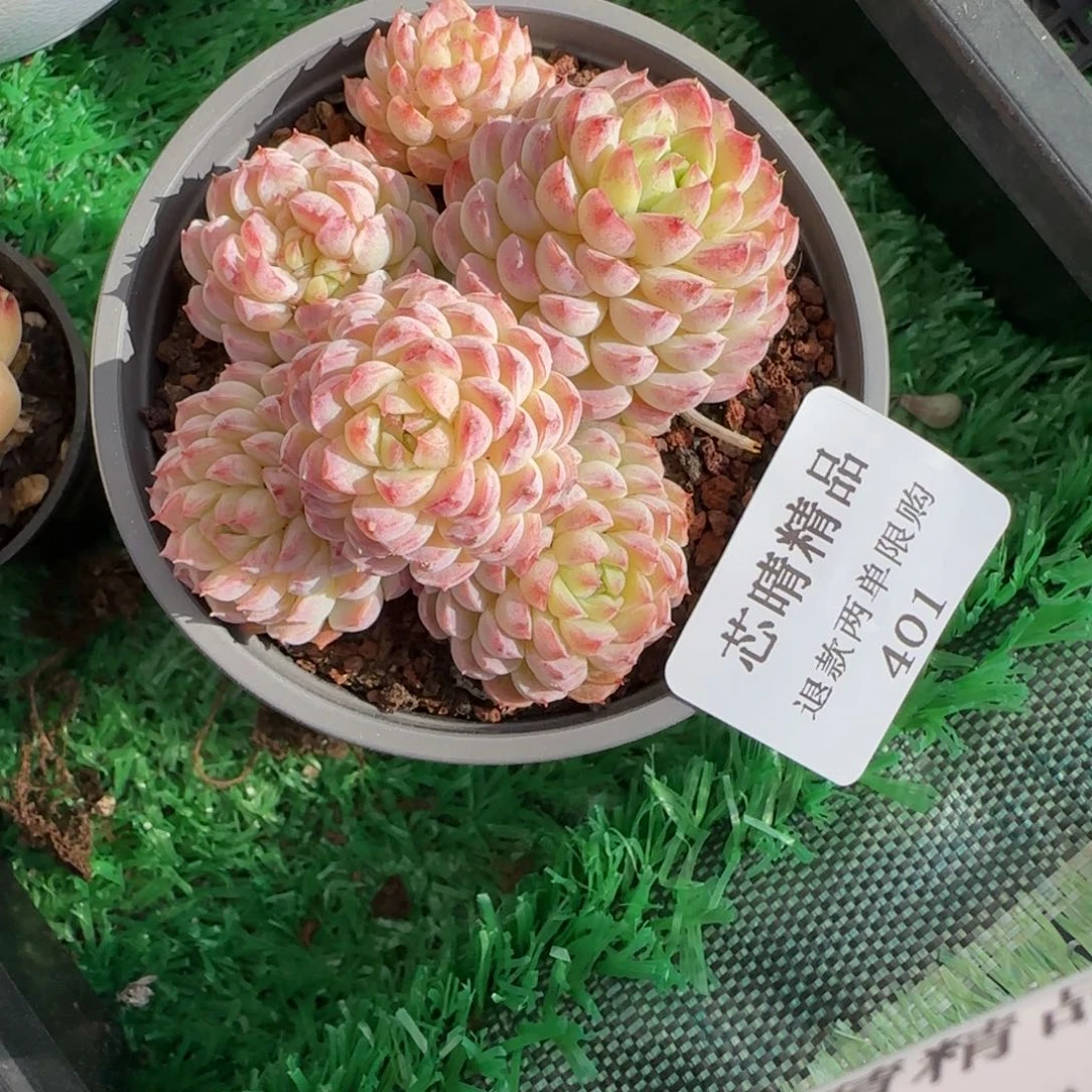 闪购精品多肉401号