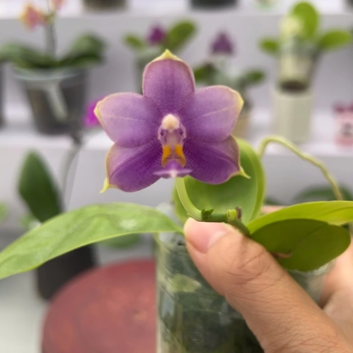 大部分开放少量花苞2.5寸杯BKH2231