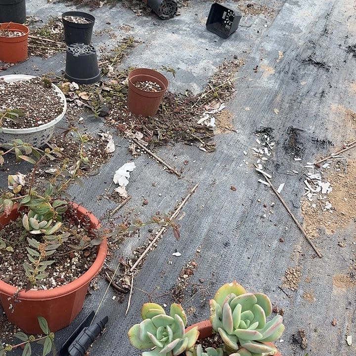 平****?695白凤脱土发货不退不换