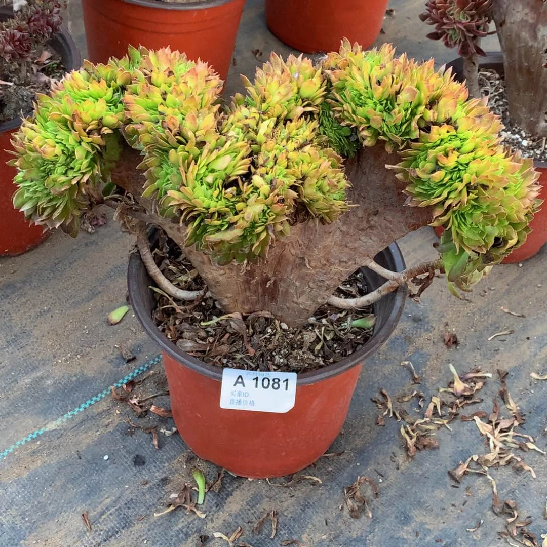 1081万圣夜掉了一个龙头