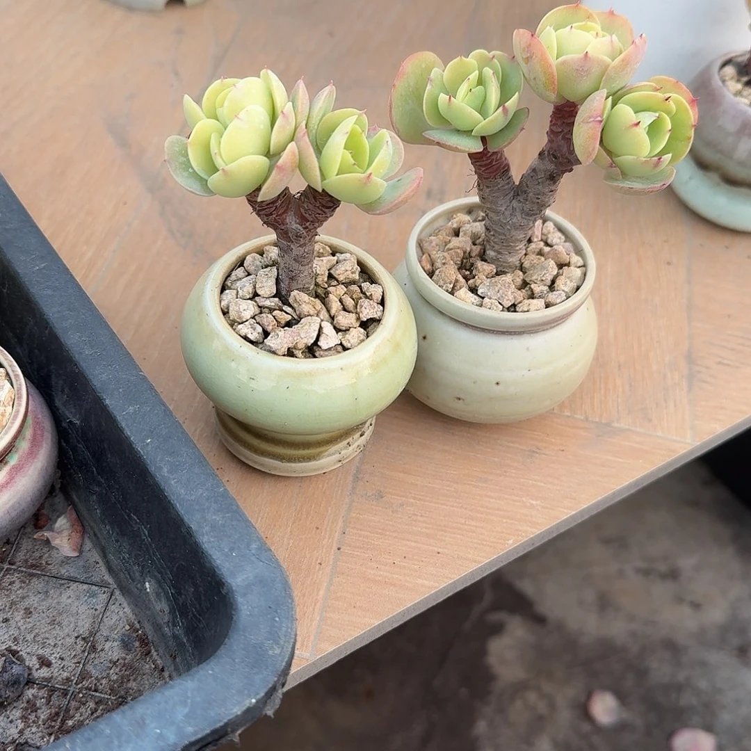 惊***情鸡蛋碧桃多肉植物两颗