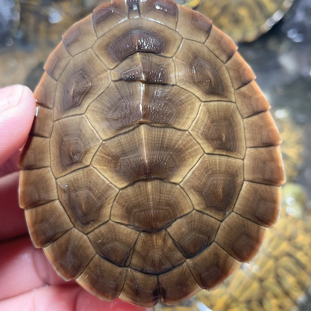 宠物龟不分公母6.8错甲