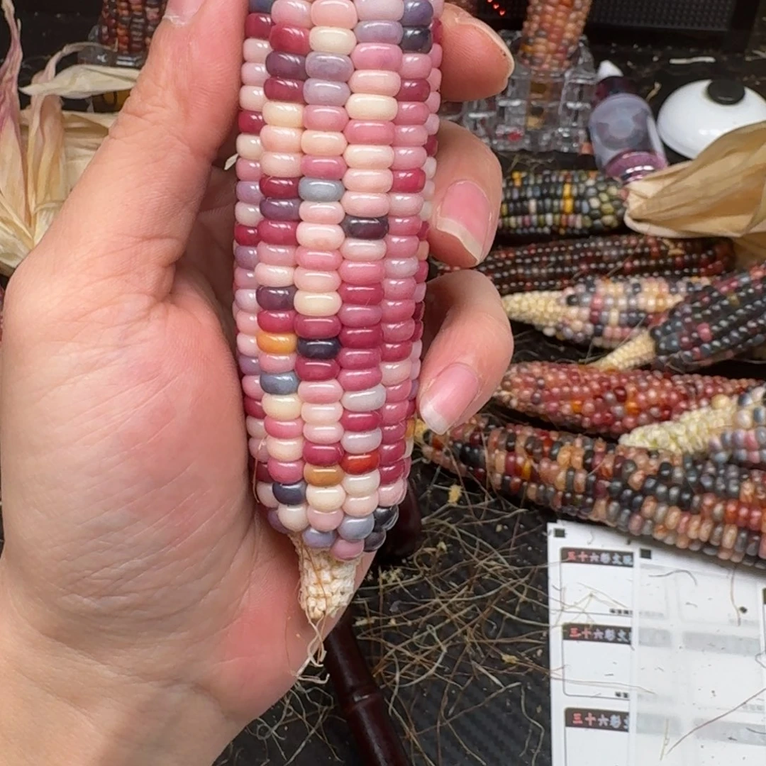 柏香籽/百香籽吊坠忘***山