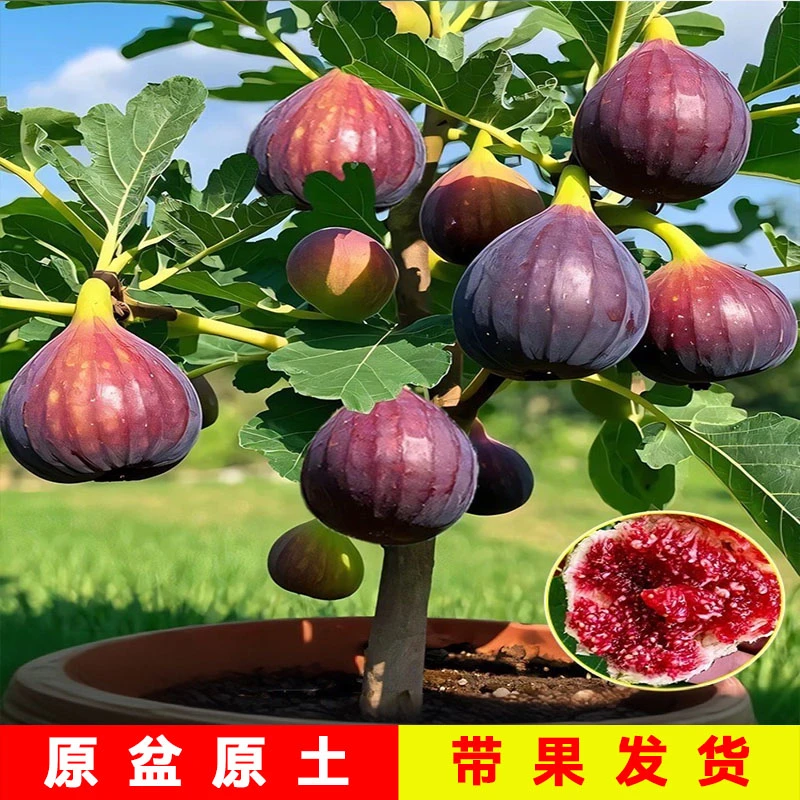 带果无花果树果苗盆栽特大果南方北方波姬红芭劳奈青皮无花果苗树