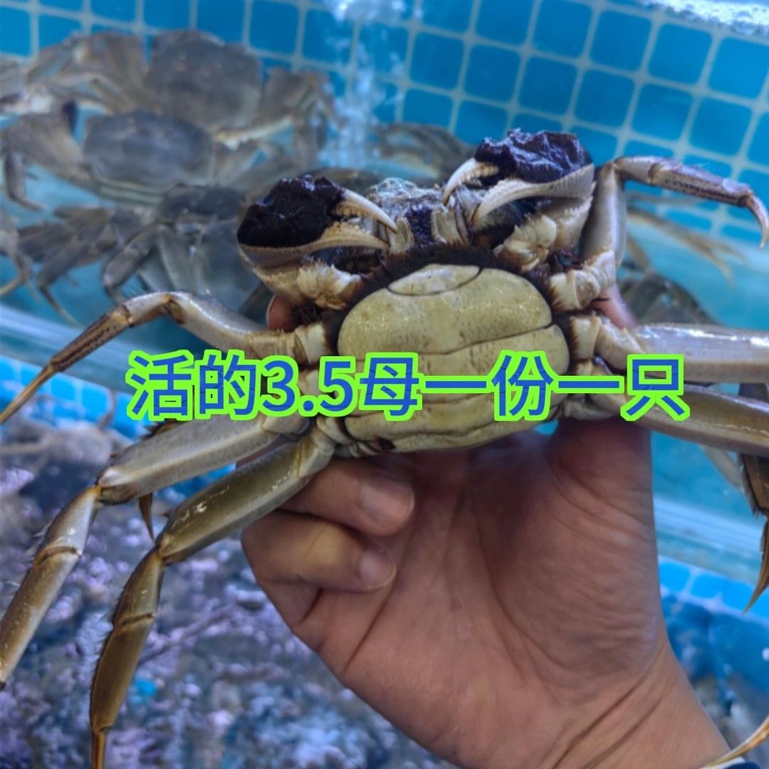 鲜活母蟹一份3.5的（一只有3.1-3.5两左右）
