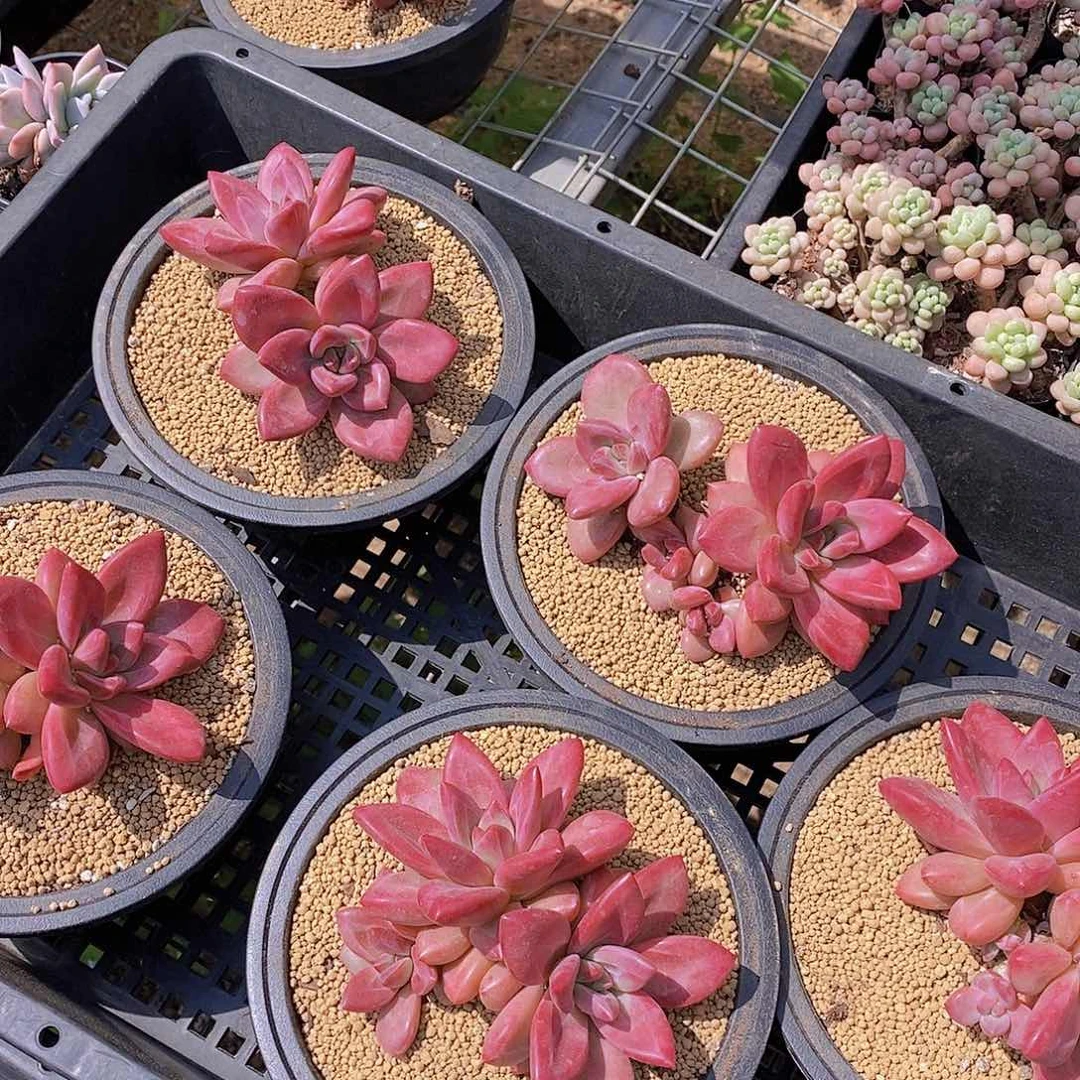 0601- 新品赫菲双头一颗量拍