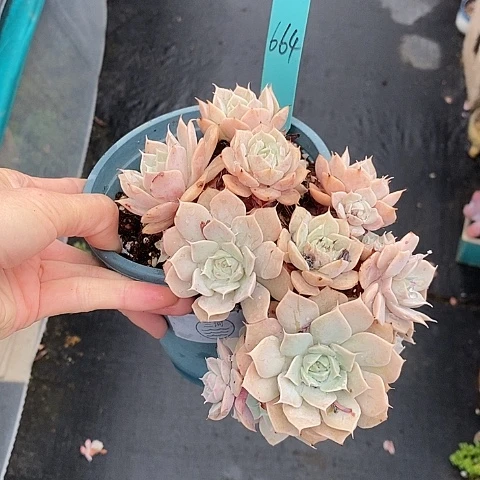 664多肉植物1111