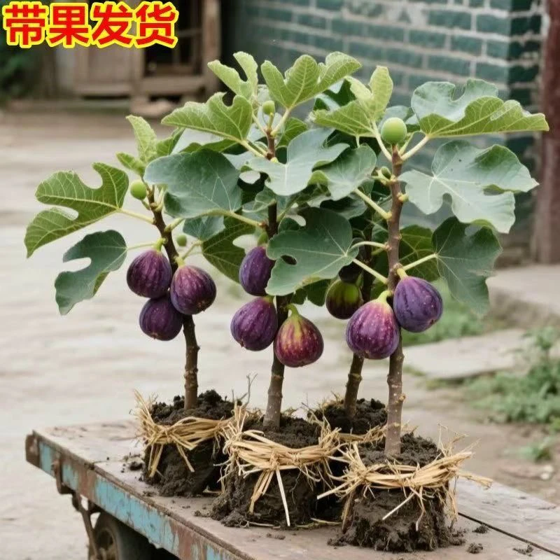【带果发货】特大无花果树苗正宗无花果苗四季种植地栽阳台盆栽苗
