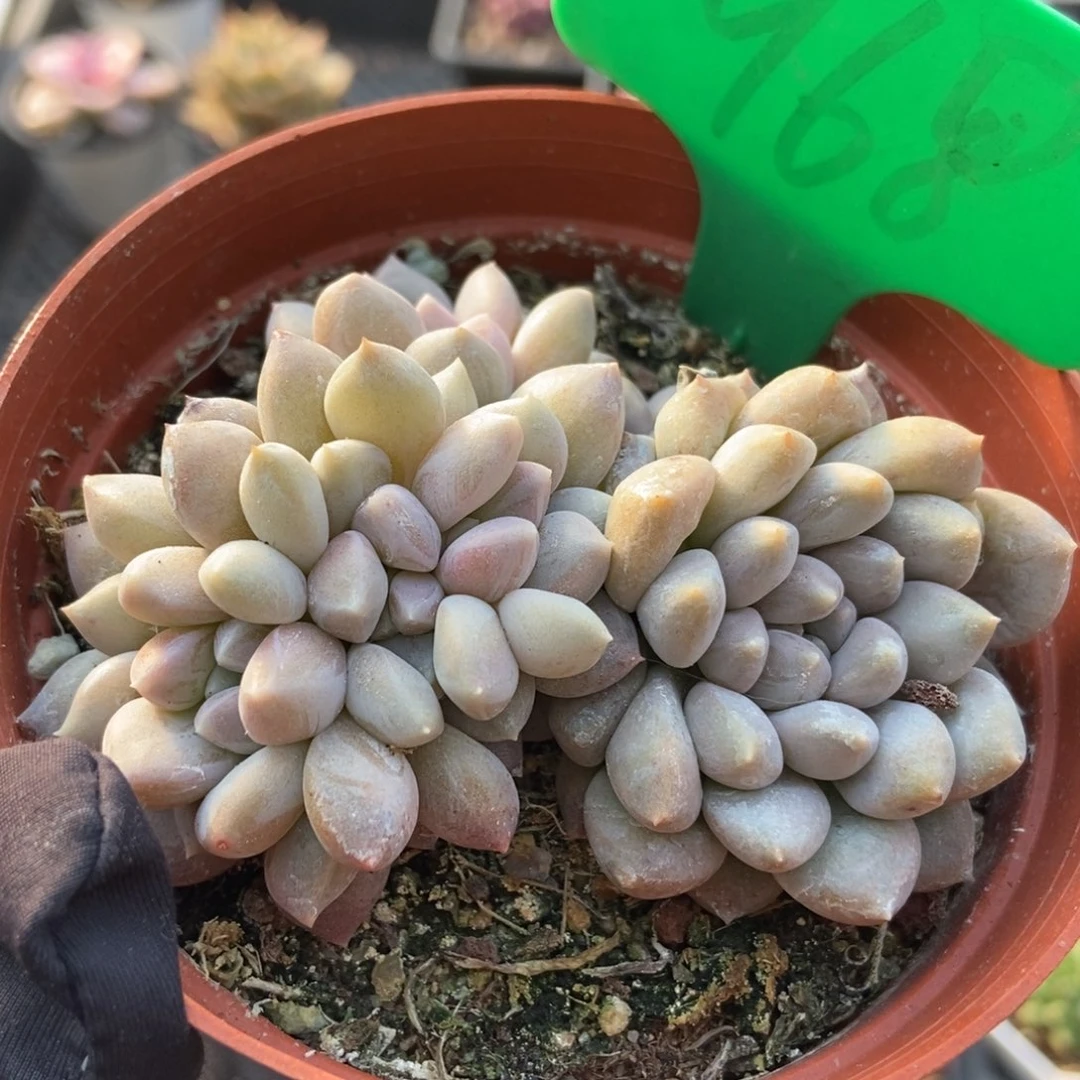 968奶糖多肉植物保护