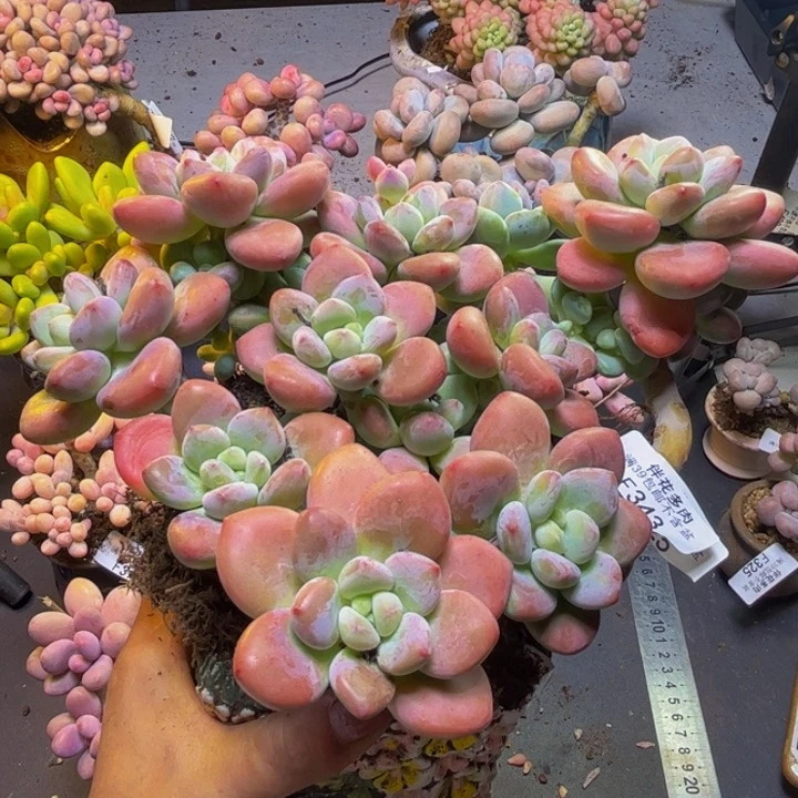 樱花洛神343/17cm多肉