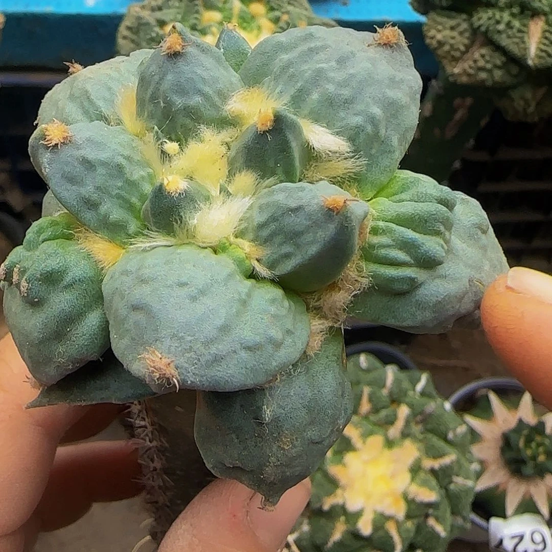 怒涛631仙人球开花