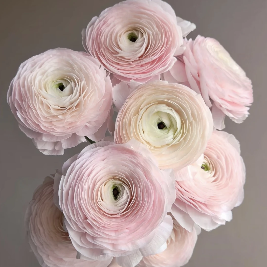 两单包邮！（带卡纸醒花）河内洋牡丹1把（20%不售后）