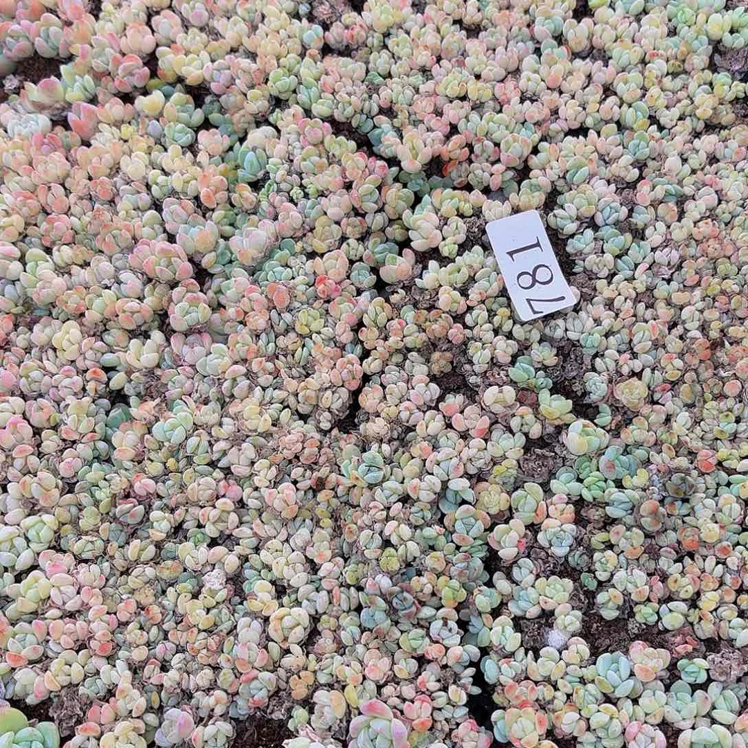 遇****馨多肉植物多肉植物781