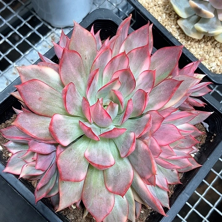 宝莲灯锦群多肉植物