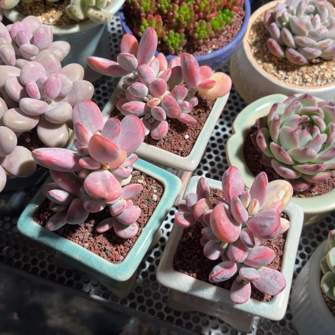 福娘锦多肉带盆发货颜色随机