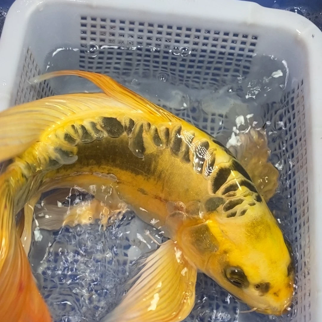 锦鲤冷水金龙包邮