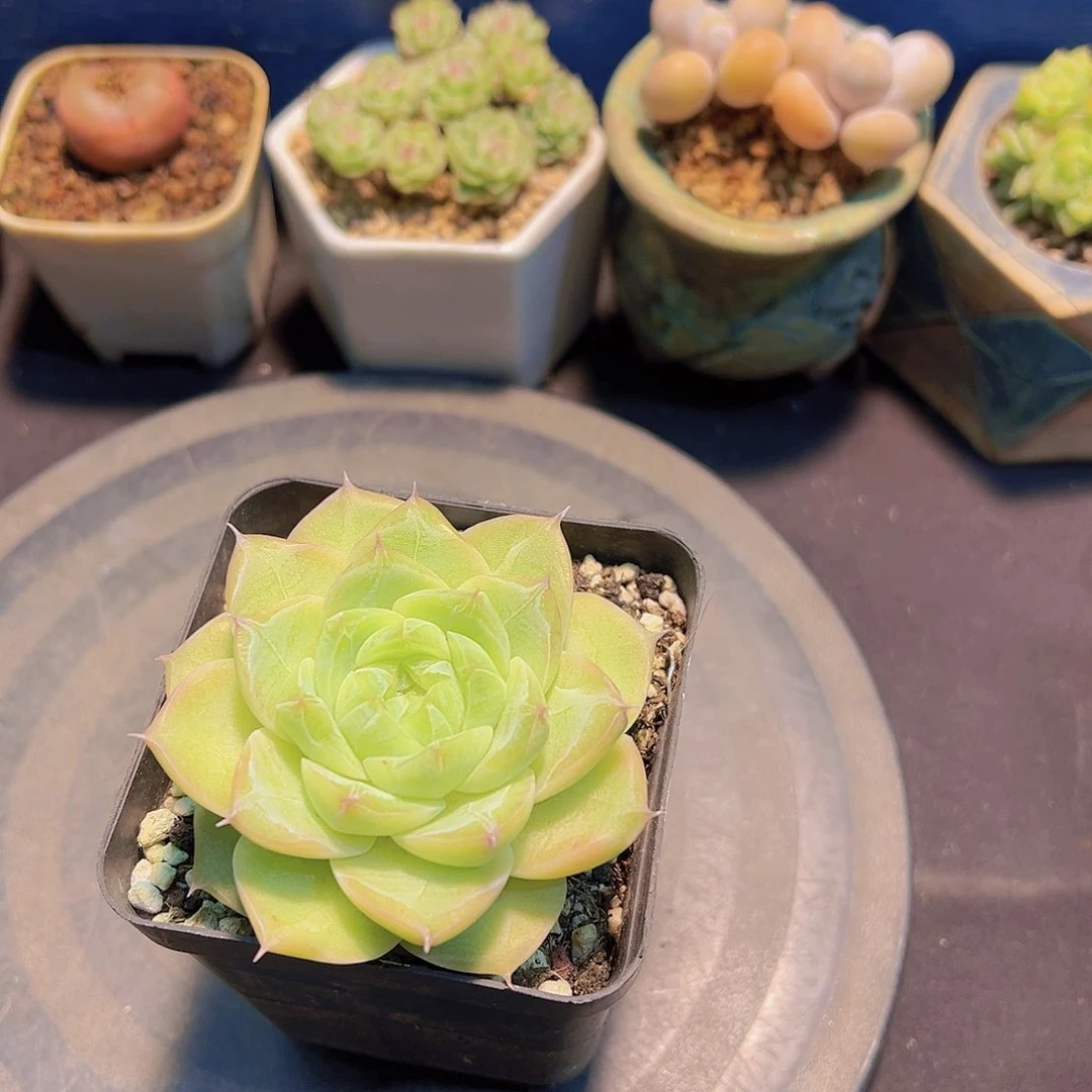 赤*新品，多肉植物，