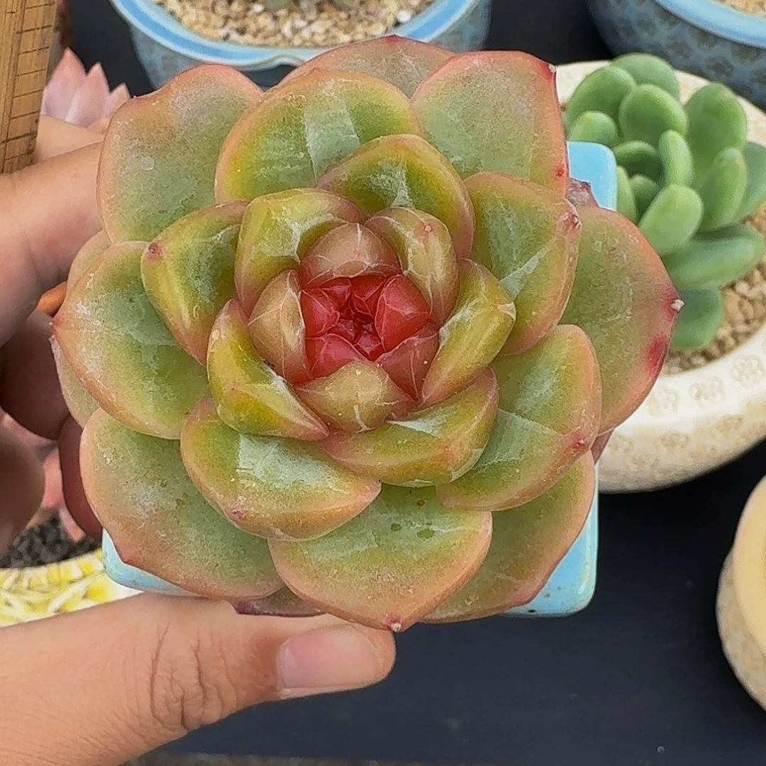 春风珍妮 一物一拍