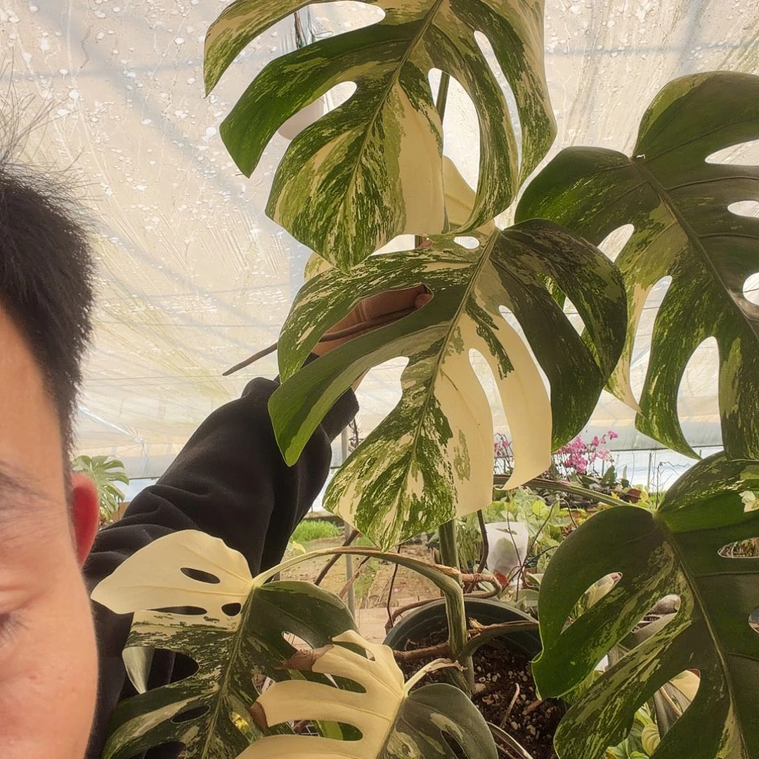 完全开放白龟5一棵