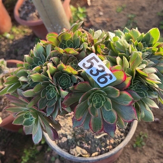 陈***彤多肉植物一个万皇536