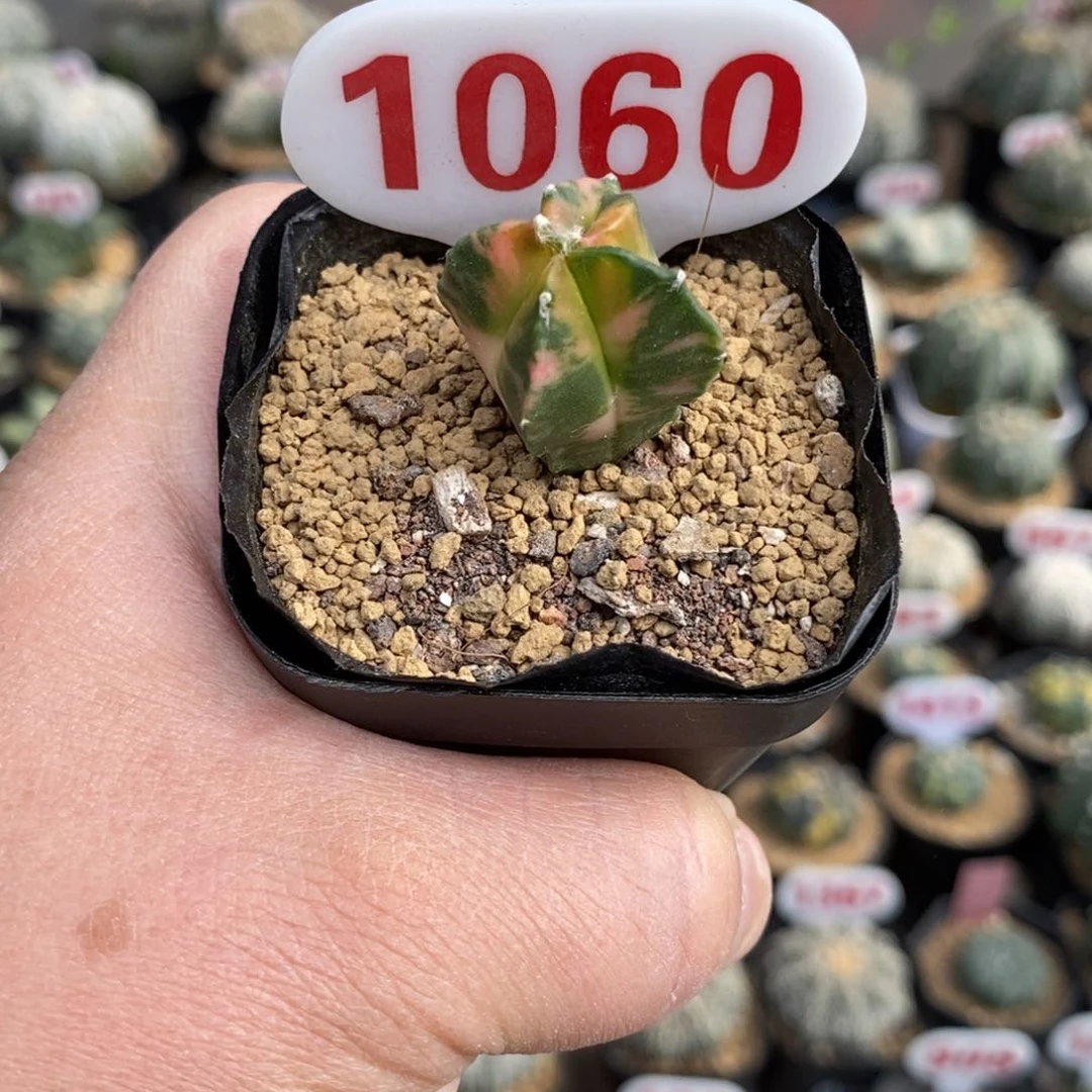 1060鸾凤玉锦福利