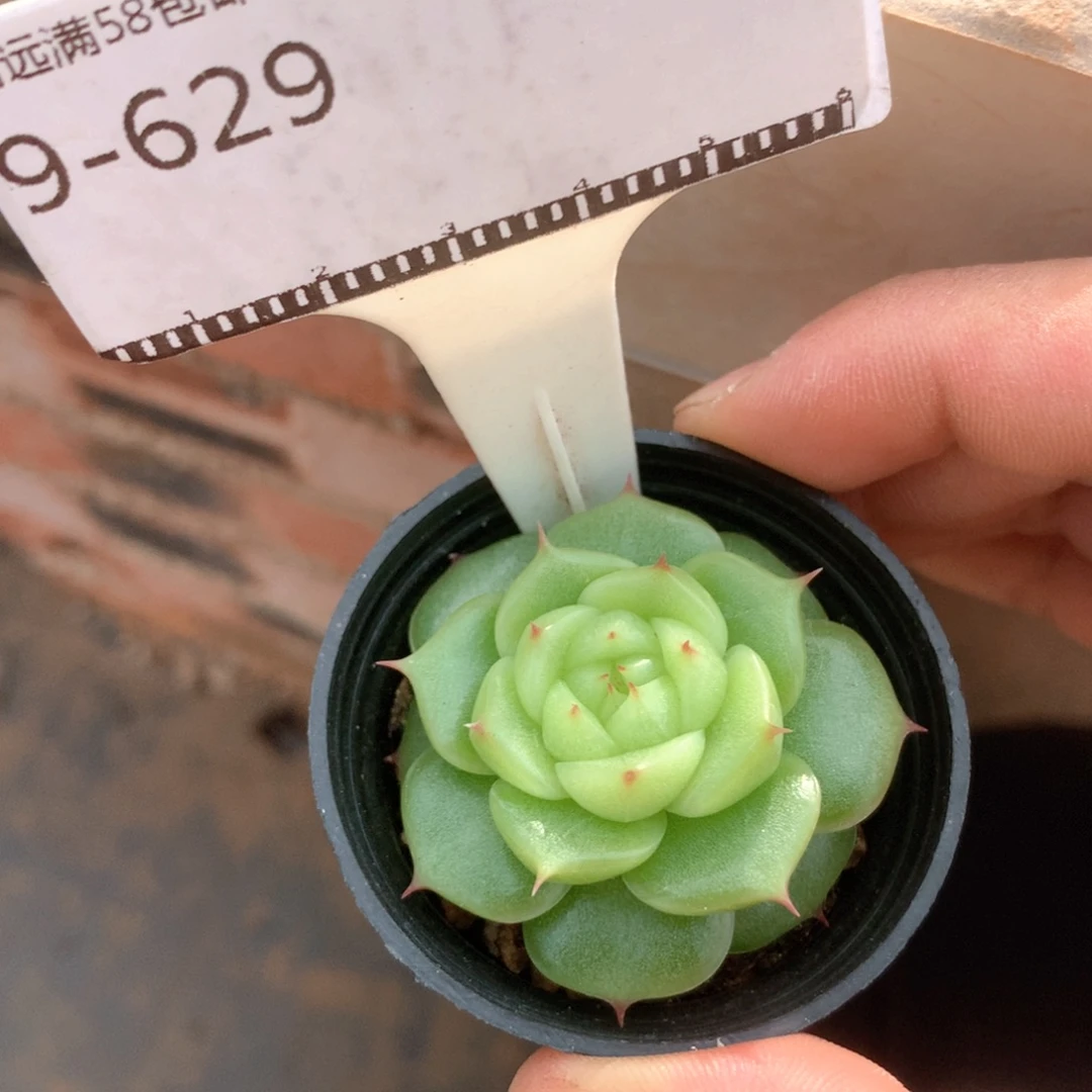 玉玲珑精品多肉58包邮