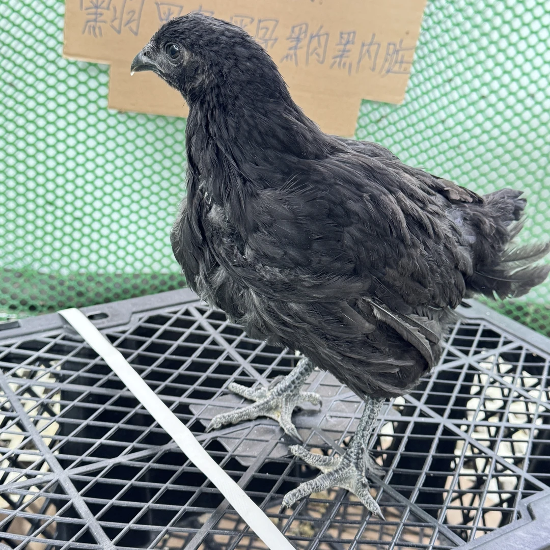 【现场挑鸡】宠物五黑鸡直播间现场称重 到家试养七天