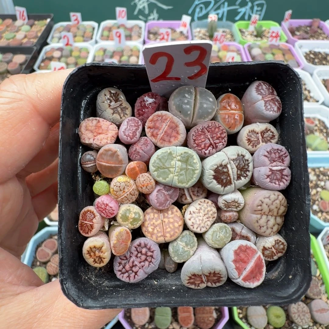 特价高混切糕带盆土 23