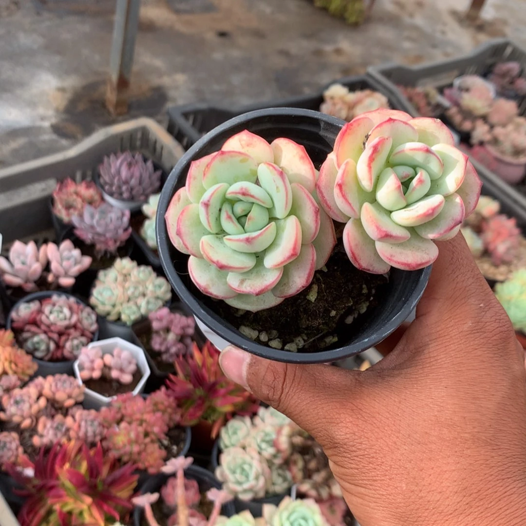 清政府也没有什么