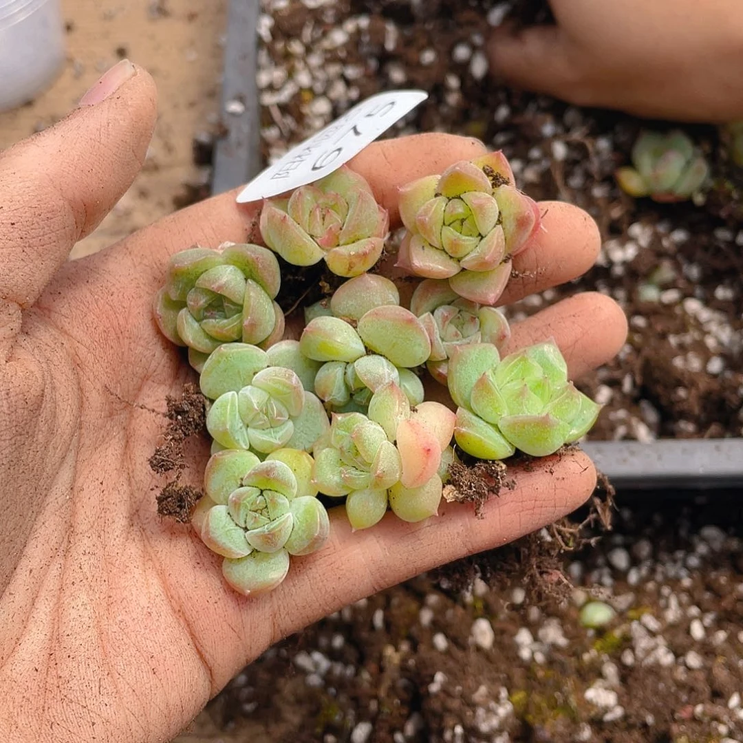 多肉植物多肉植物675