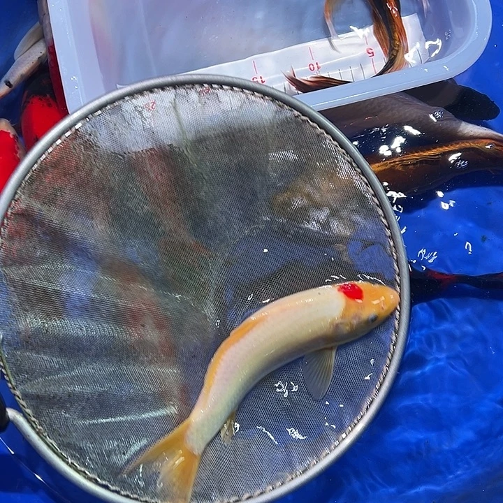海水锦鲤的尾巴和尾巴