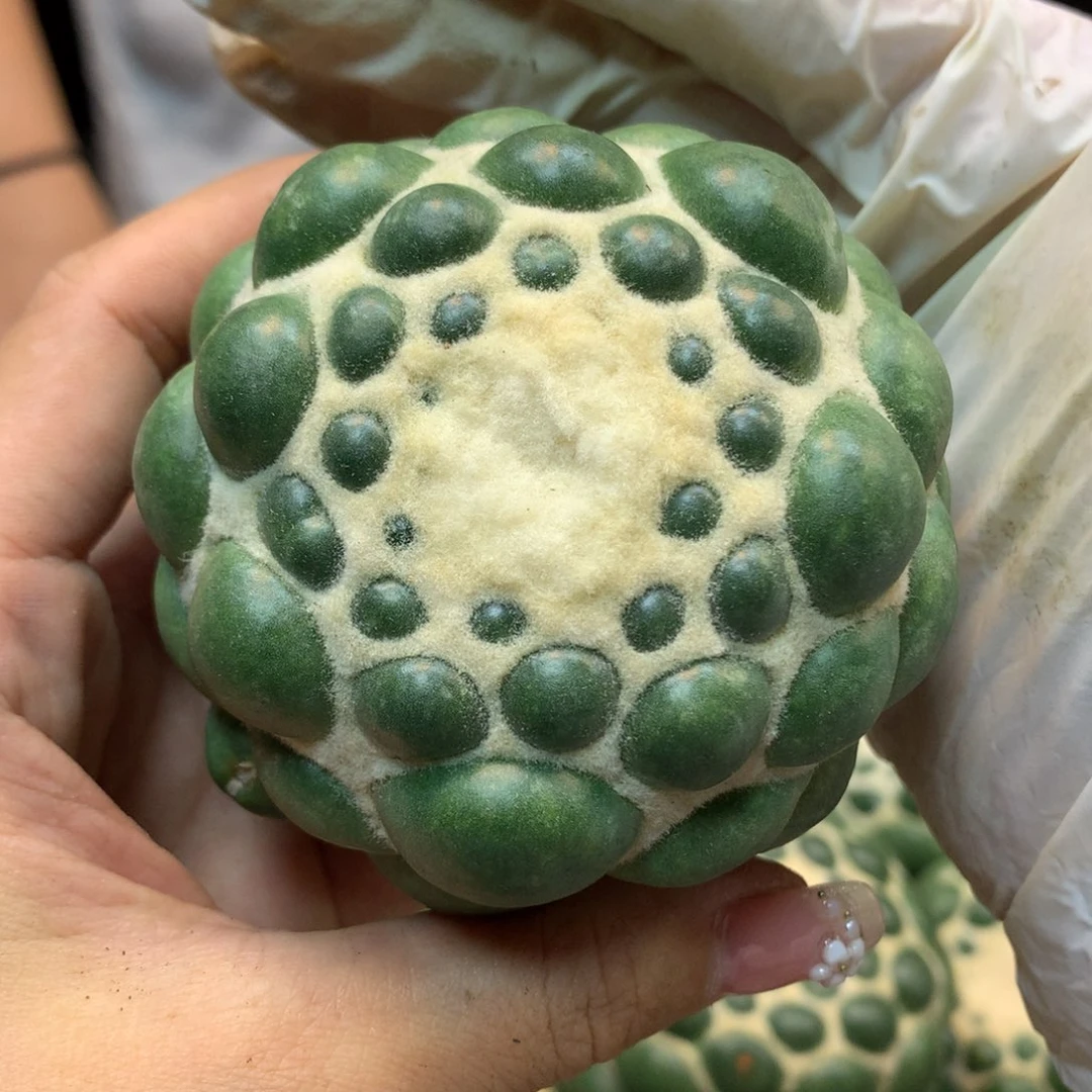 大平尤 高绒 蜘蛛眼(无根)7公分起发