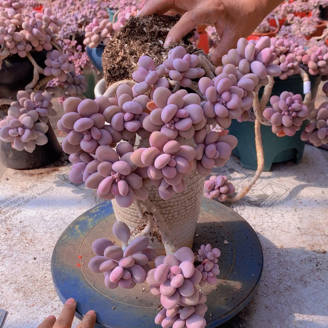 9一物一拍桃蛋老桩