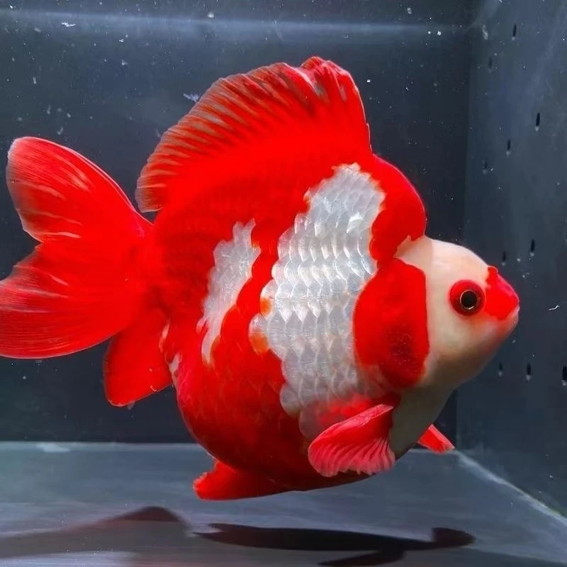 鎏金金鱼短尾高背五花鎏金长尾鎏金红白樱花鎏金金鱼冷水观赏鱼