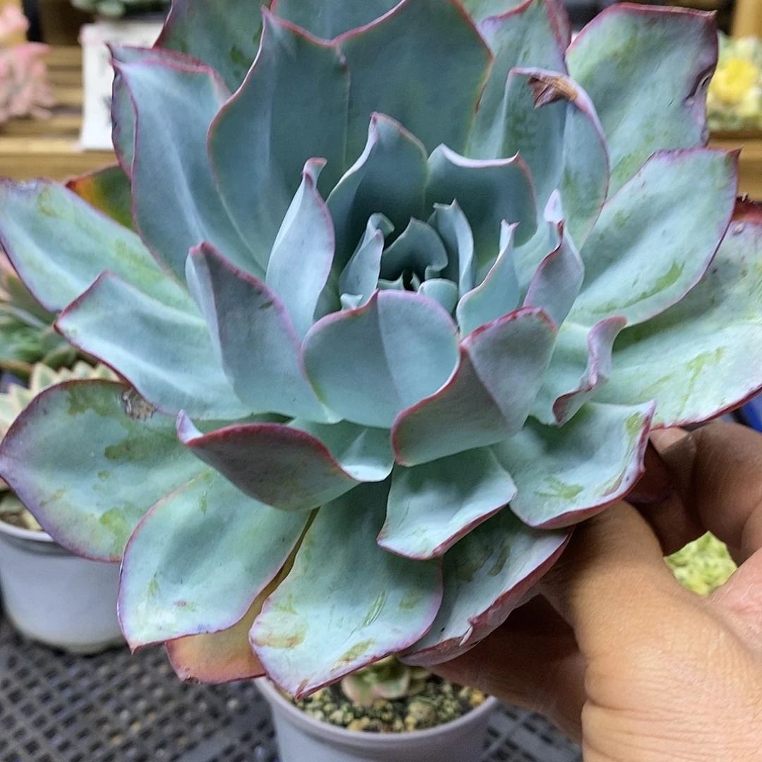 27170 蓝光多肉植物