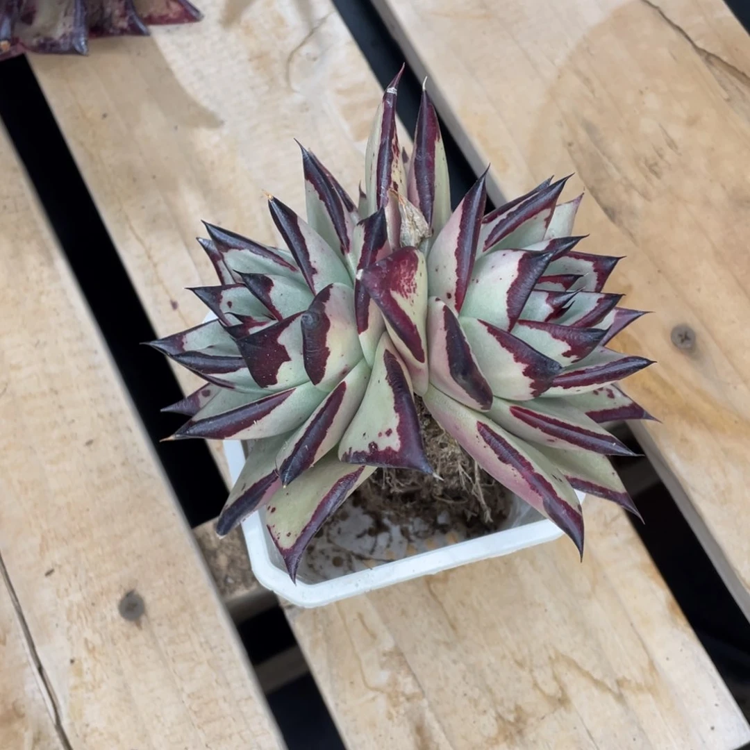 s**.多肉植物，山人园艺