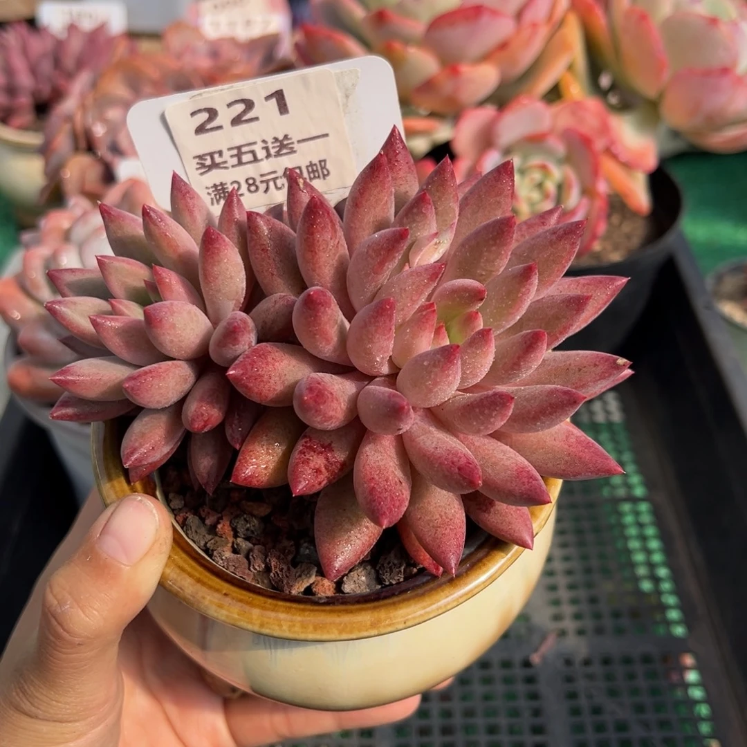 表妹精品多肉植物221.