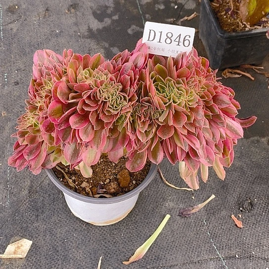 1846鲸落多肉缀化