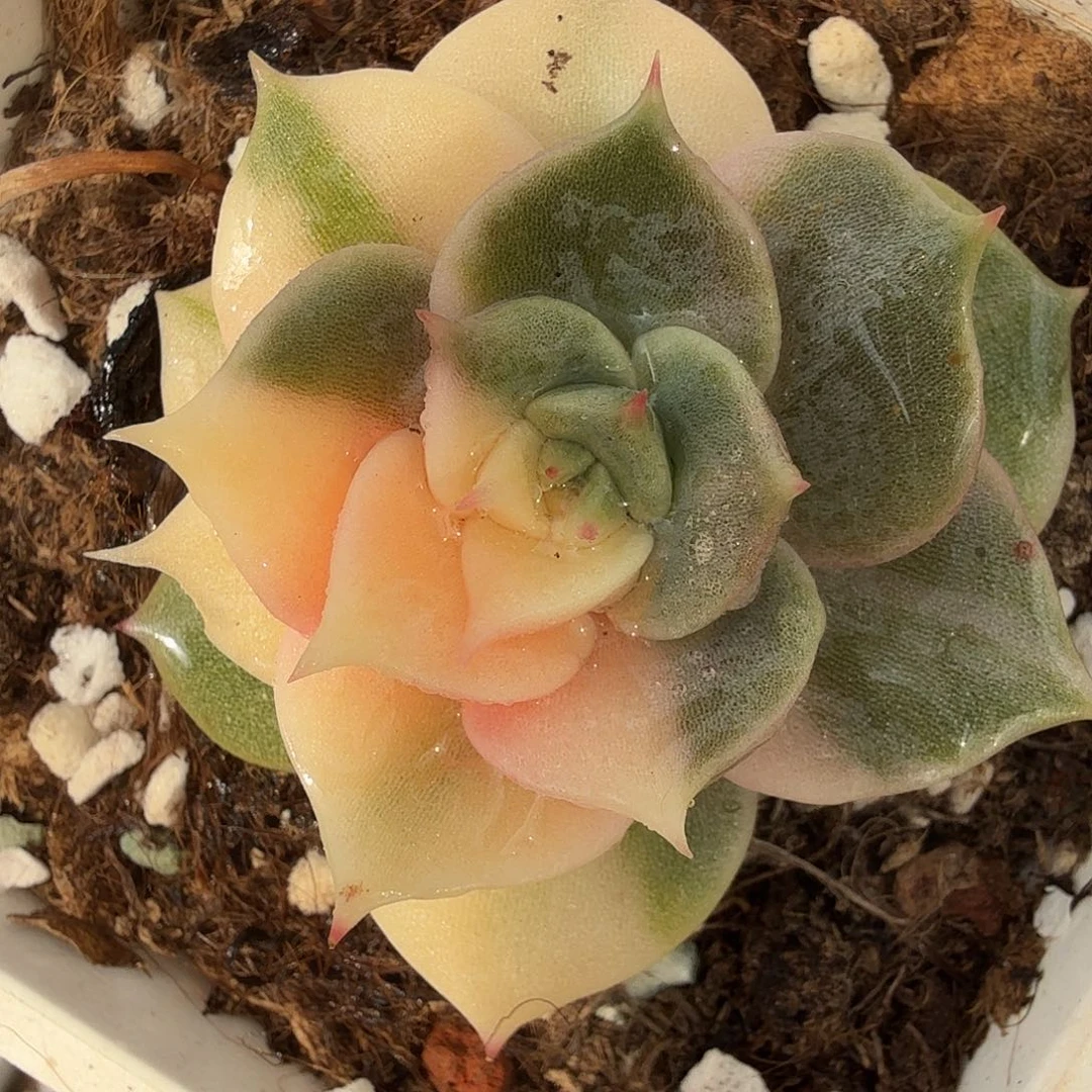 贝加尔湖锦，多肉植物