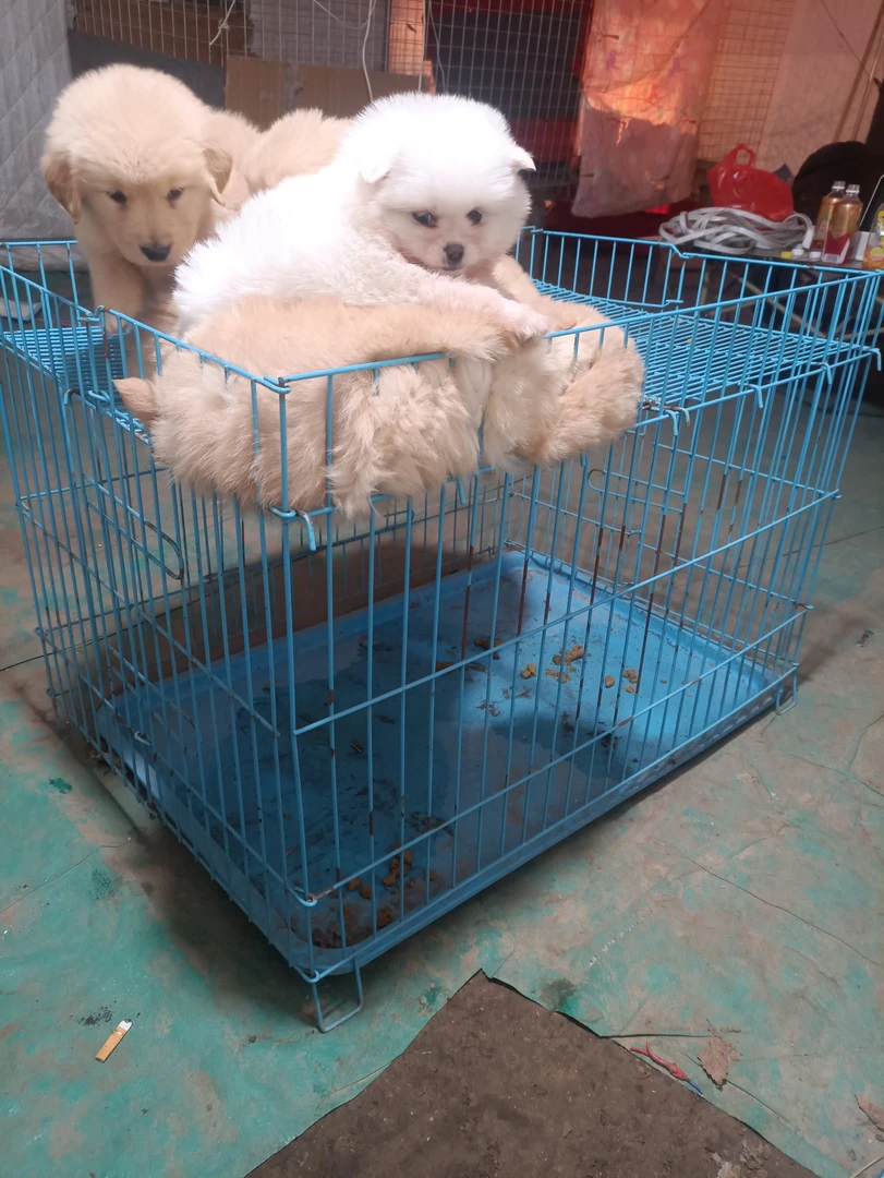 狗笼子展示笼定金