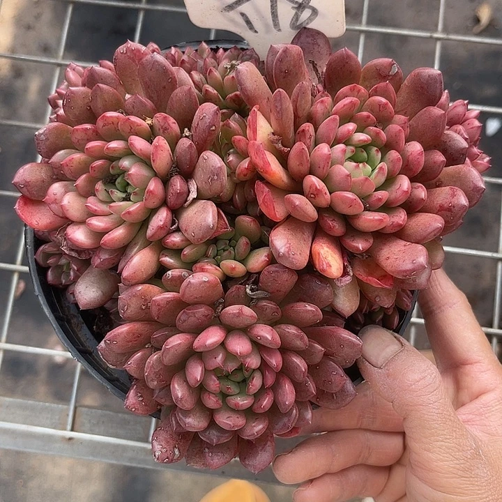 两单包邮，一物一拍18红宝石