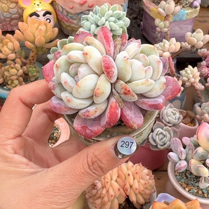297 多肉含盆土 30元包邮 除偏远地区