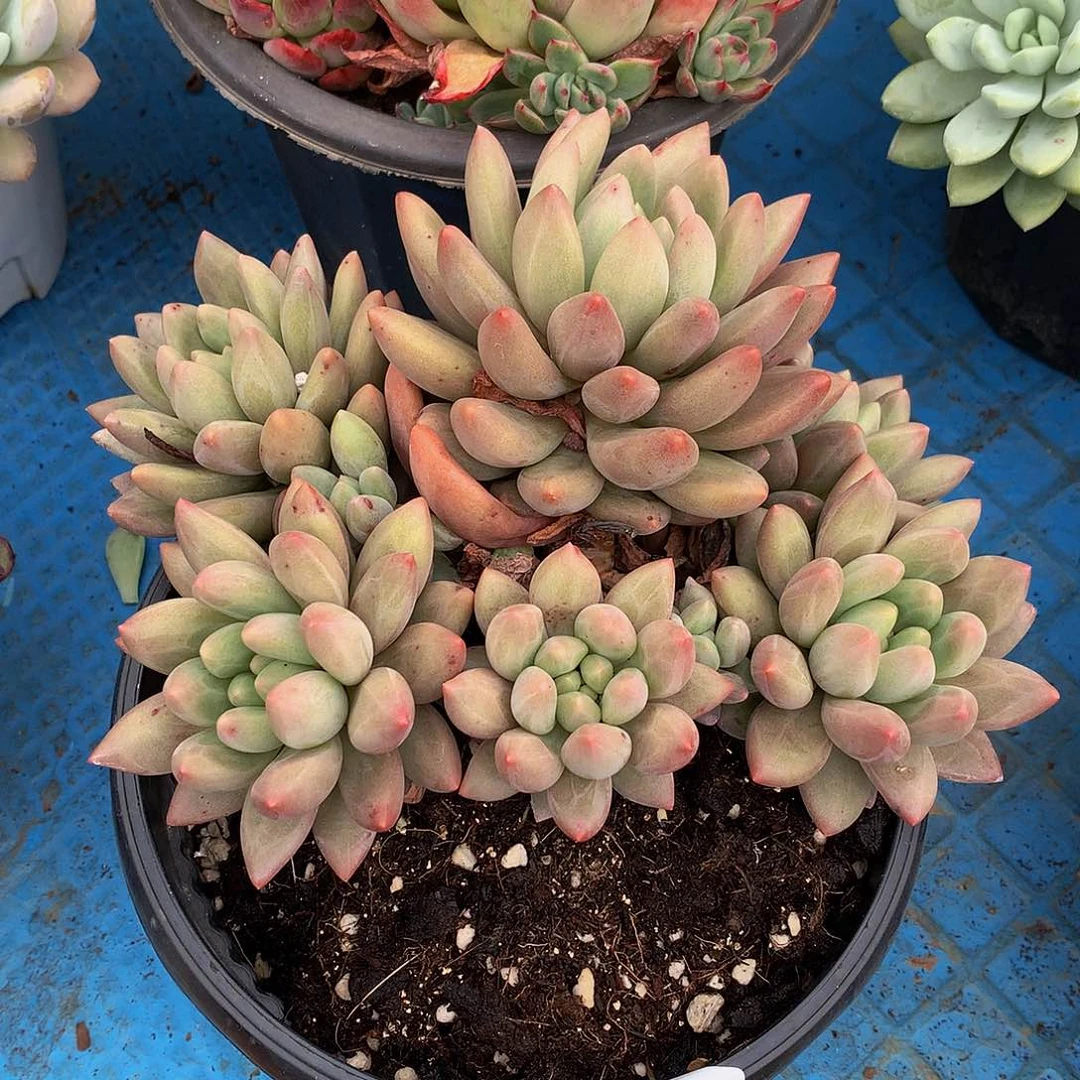 天**米    红蜻蜓31082