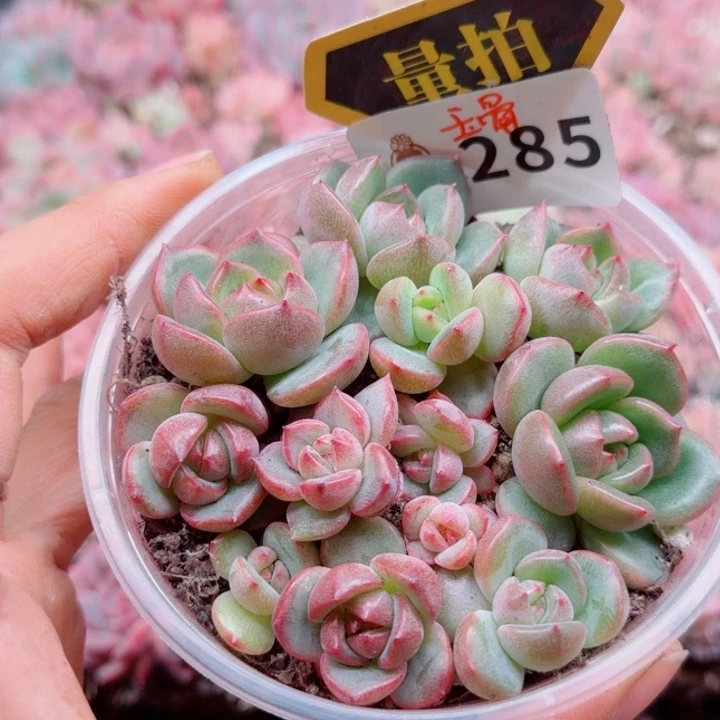 多肉植物多肉植物