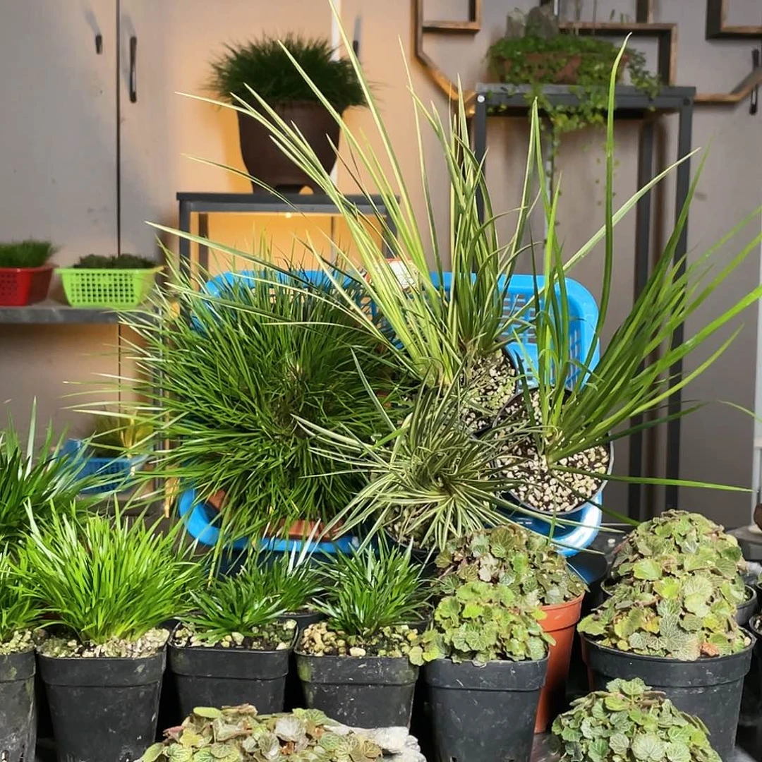 【闪购商品】不开花植物