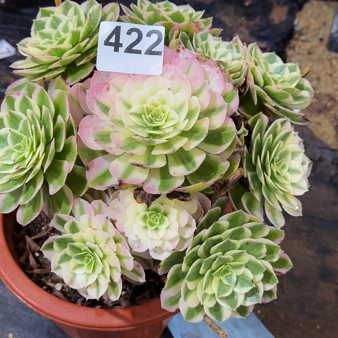 422海仙法师植物多肉